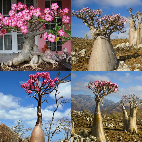 Adenium socotranum - Socotra Desert Rose - Exotic Succulent / Bonsai - 5 Seeds