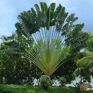 Travellers Palm - Ravenala Madagascarensis - Seeds