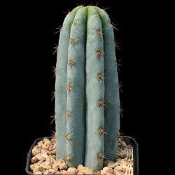 Trichocereus Pachanoi - San Pedro Cactus - 10 Seeds