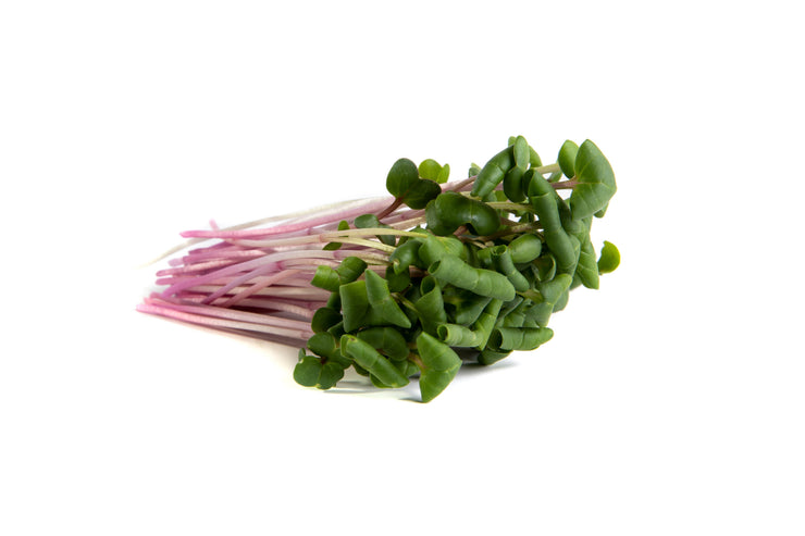 Triton Japanese Purple / Red Stemmed Radish - Sprouting / Microgreen Seeds