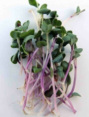 Triton Japanese Purple / Red Stemmed Radish - Sprouting / Microgreen Seeds