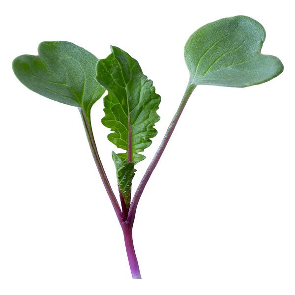 Triton Japanese Purple / Red Stemmed Radish - Sprouting / Microgreen Seeds