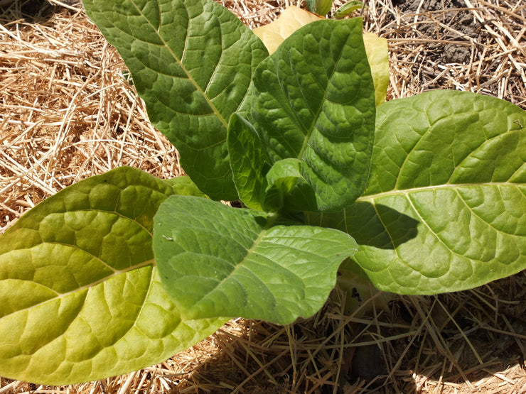 Virginia Gold Tobacco - Nicotiana Tabaccum - 20 Seeds