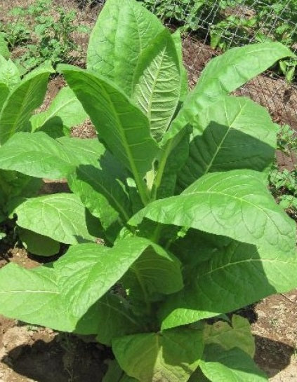 virginia gold tobacco plant Virginia Gold Tobacco - Nicotiana Tabaccum virginia gold tobacco plant Virginia Gold Tobacco - Nicotiana Tabaccum