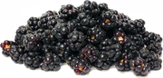 Youngberry - Fruit Shrub - Rubus irsinus - 5 Seeds