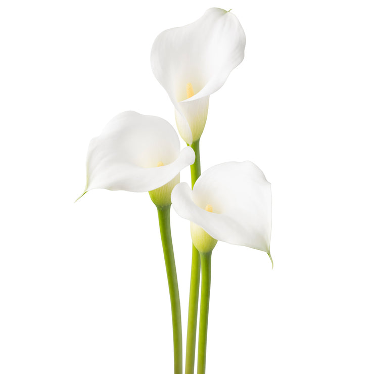 Arum Lily -  Zantedeschia - Aspen - Flower Bulbs (Not Seeds)