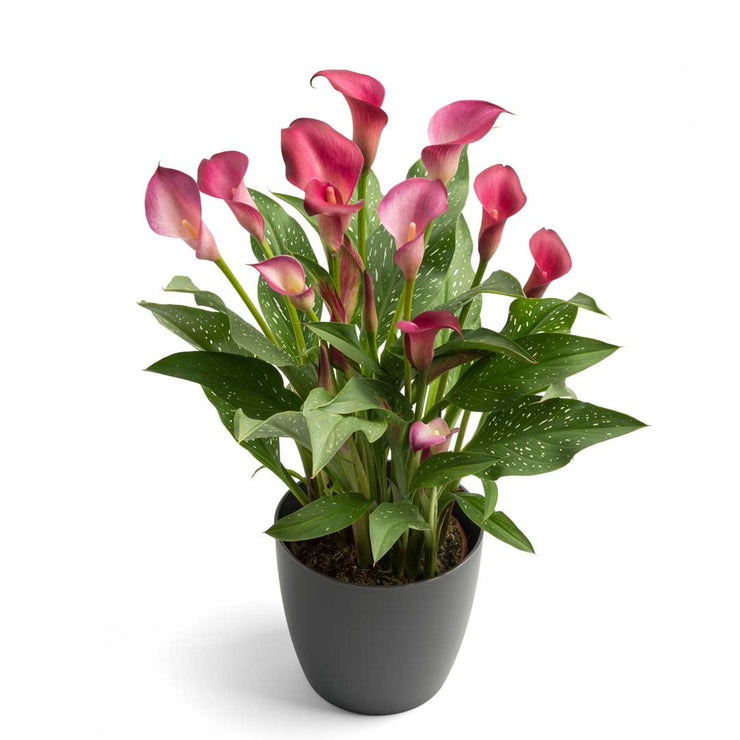 Arum Lily -  Zantedeschia - Royal Plum - Flower Bulbs (Not Seeds)