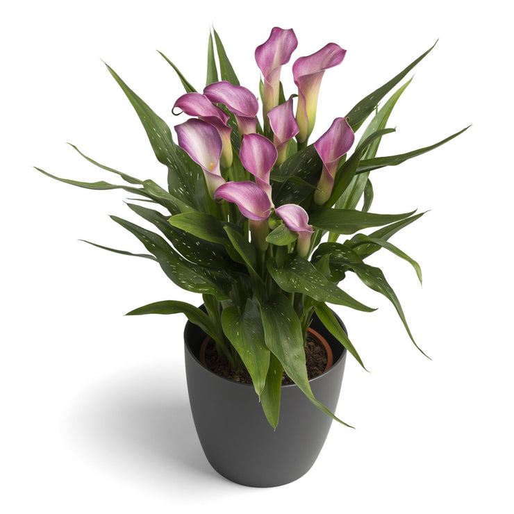 Arum Lily -  Zantedeschia - Twilight - Flower Bulbs (Not Seeds)