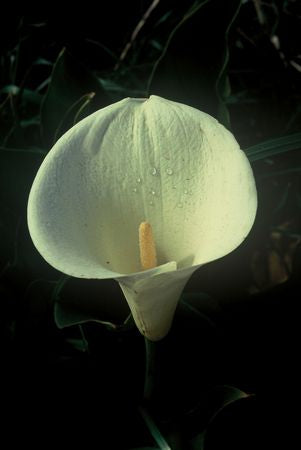 Zantedeschia Aethiopica - Indigenous Bulb - 10 Seeds - Arum Lily