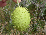 Cucumis Africanus - Indigenous South African Vine - 5 Seeds