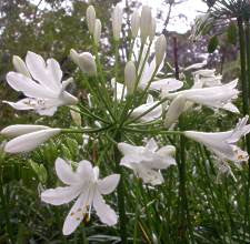 Agapanthus praecox Medium White - Indigenous South African Bulb - 10 Seeds