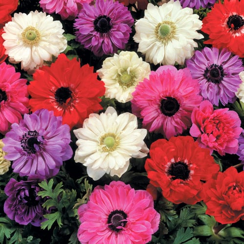 Anemone Double – Mixed – 15 bulbs p/pack (Bulbs - not seeds)