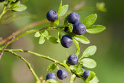 Bilberry - Vaccinium myrtillus - 10 Seeds - Fruit Tree - Exotic Fruit