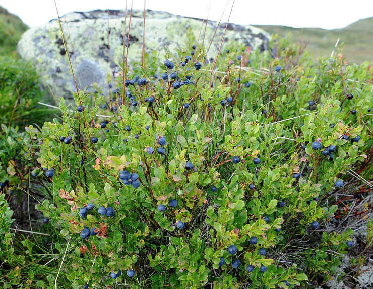 Bilberry - Vaccinium myrtillus - 10 Seeds - Fruit Tree - Exotic Fruit