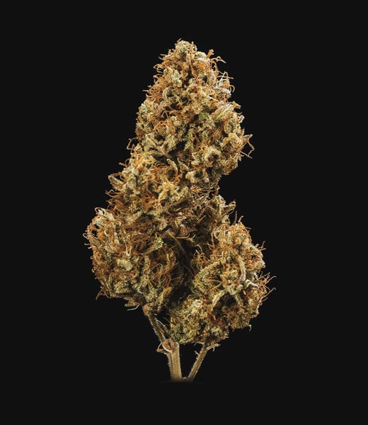 Royal Queen Seeds - Blue Cheese Automatic - Cannabis Breeders Pack - Autoflowering Cannabis Seeds