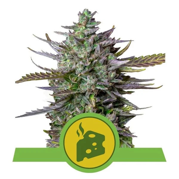 Royal Queen Seeds - Blue Cheese Automatic - Cannabis Breeders Pack - Autoflowering Cannabis Seeds