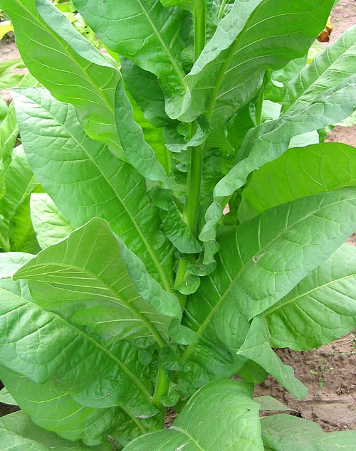 Golden Seal Burley Tobacco - Nicotiana Tabaccum - 10 Seeds