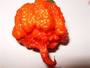 Carolina Reaper Pepper - Capsicum Chinense - The worlds HOTTEST Chilli Pepper - Seeds