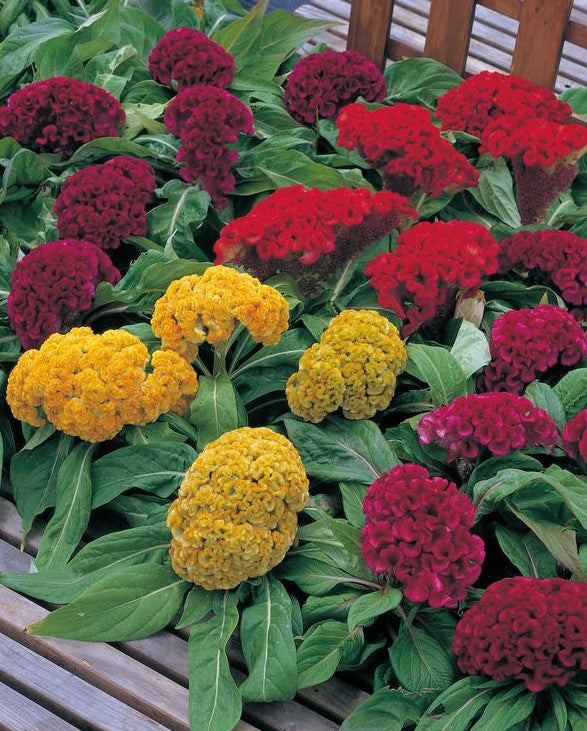 Celosia Armor Mix - Annual Plant - 10 seeds