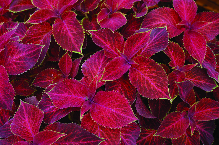 Coleus Wizard Velvet Red - Annual - Solenostemon - 10 Seeds
