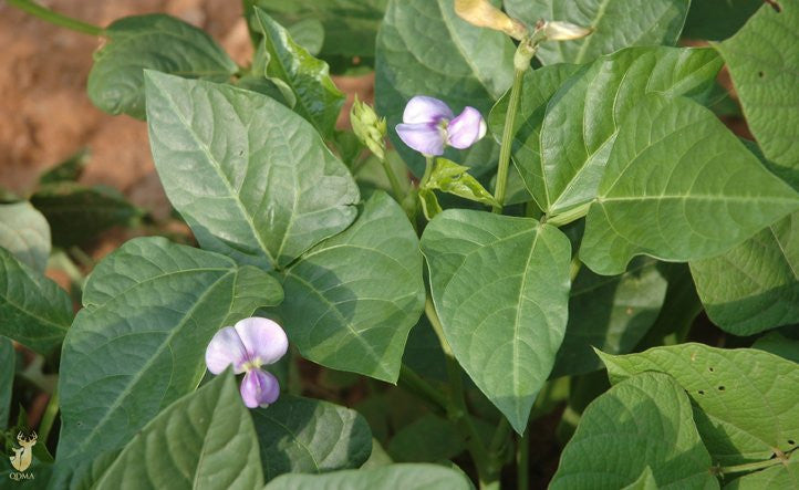 Cowpeas - Vigna unguiculata - Cover Crop / Green Manure