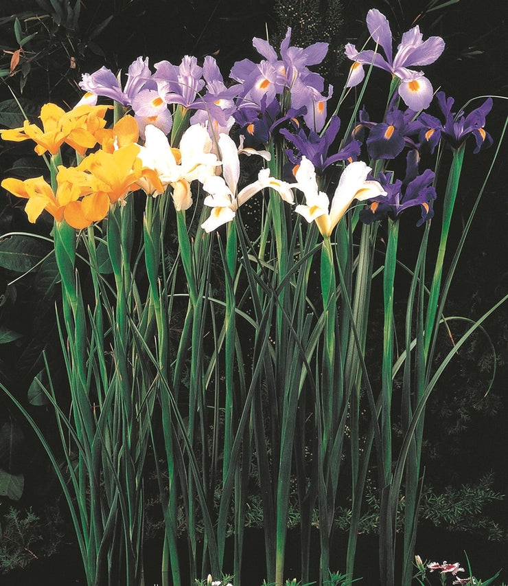 Dutch Iris – Mixed – 35 bulbs p/pack (Bulbs - not seeds)