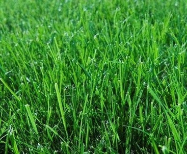 Evergreen Mix Lawn / Grass Seed