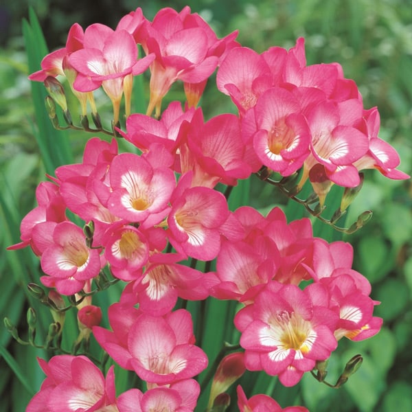 Freesias – Pink – 30 bulbs p/pack (Bulbs - not seeds)