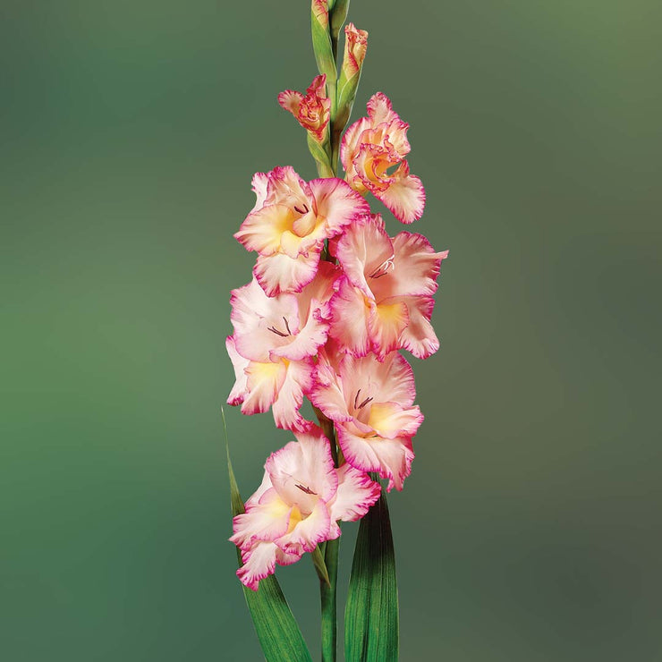 Gladiolus - Gladioli - Pink - Flower Bulbs (Not Seeds)
