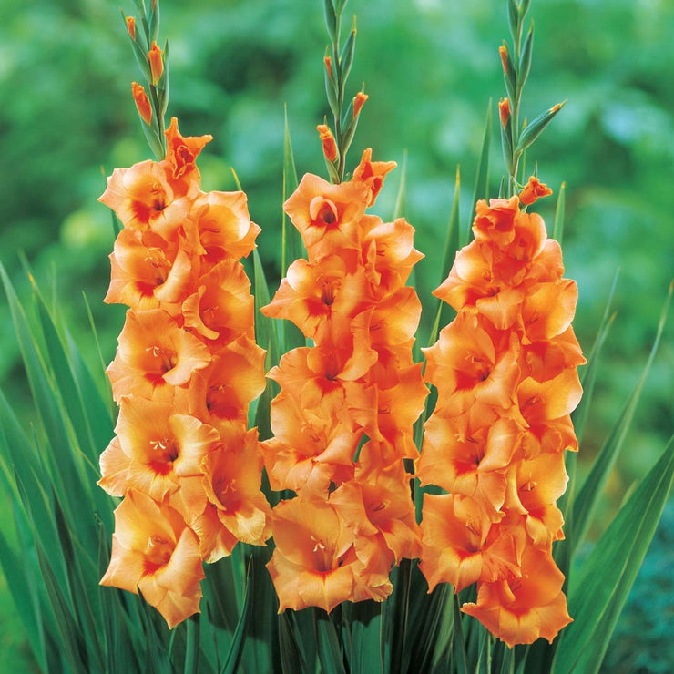 Gladiolus - Gladioli - Orange - Flower Bulbs (Not Seeds)