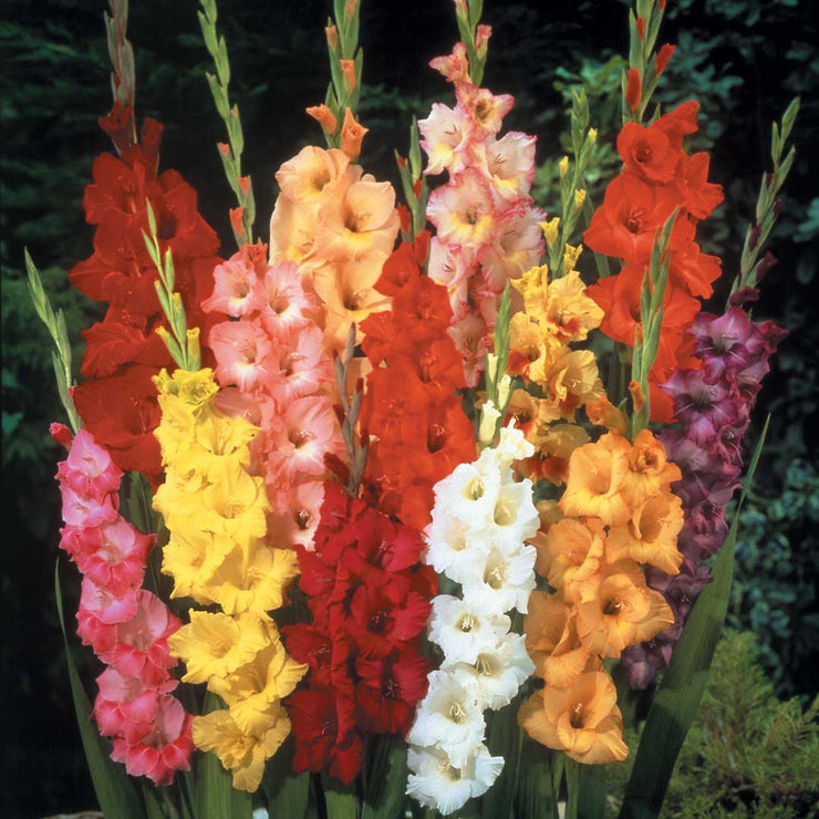 Gladiolus - Gladioli - Mixed Colour Flowers - Flower Bulbs (Not Seeds) - 25 Bulbs