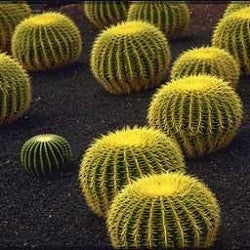 Echinocactus Grusonii - Golden Barrel Cactus / Mother in Laws Cushion - 10 Seeds