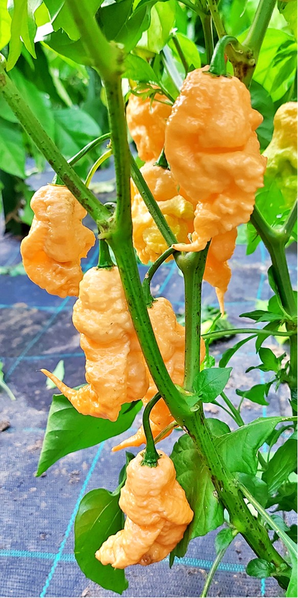 Jay's Peach X Reaper Chilli Pepper - Capsicum Chinense - 5 seeds