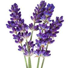 True English Lavender - Bulk Herb Seeds - 10 grams