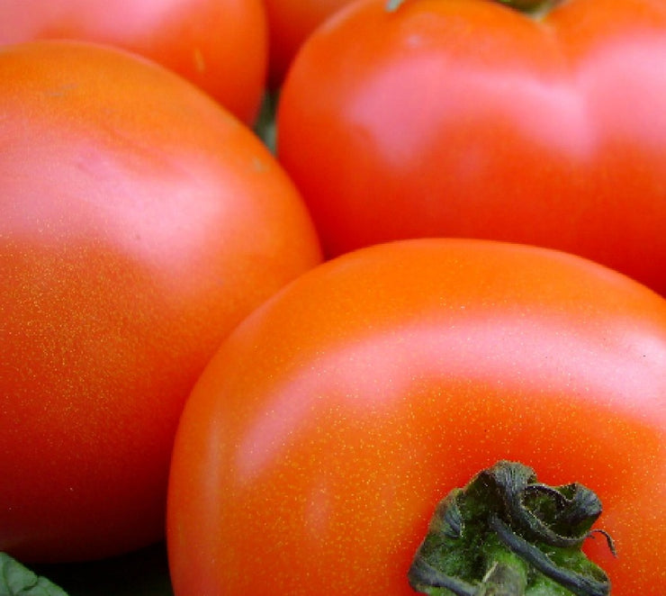 Manica F1 Hybrid Tomato - Lycopersicon Esculentum - 10 Seeds