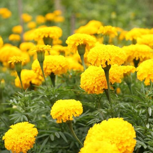 Marigold Lemon Drop - Bulk Flower Seeds
