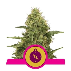 Royal Queen Seeds - Northern Lights - Cannabis Breeders Pack - Feminized Cannabis Seeds