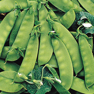 Oregon Sugarpod Sugar Snow Peas - Bulk Vegetable Seeds