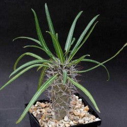 Pachypodium mikea - Madagascan Palm - Rare African Succulent - 5 Seeds