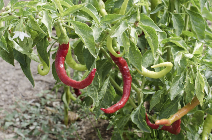 Paprika Pepper - ORGANIC - Heirloom Vegetable - 10 Seeds
