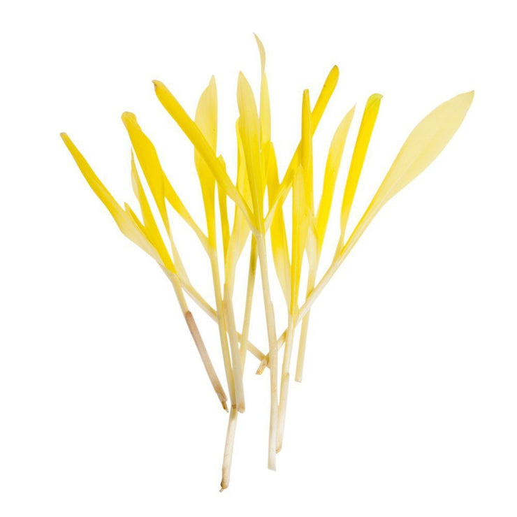 Yellow Popcorn - Microgreen Seeds
