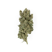 Royal Queen Seeds - Royal Gorilla - Cannabis Breeders Pack - Feminized Cannabis Seeds
