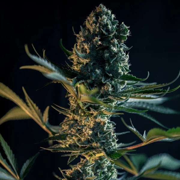 Royal Queen Seeds - Royal Gorilla - Cannabis Breeders Pack - Feminized Cannabis Seeds