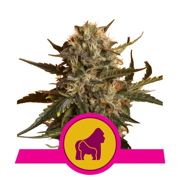 Royal Queen Seeds - Mother Gorilla - Cannabis Breeders Pack - Feminized Cannabis Seeds