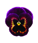 Pansy Prima Punch Sangria - 10 seeds