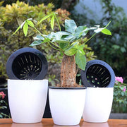 Self Watering Urban Hydroponic Pots