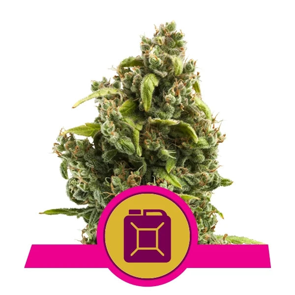 Royal Queen Seeds - Shogun - Cannabis Breeders Pack - Feminized Cannabis Seeds