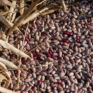 Ukulinga Hybrid Dry Sugar Beans - Bulk Vegetable Seeds