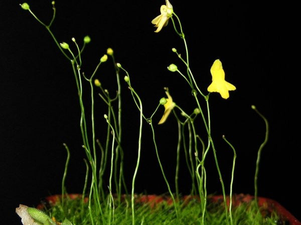 Utricularia subulata -Zigzag Bladderwort - 10 Seeds